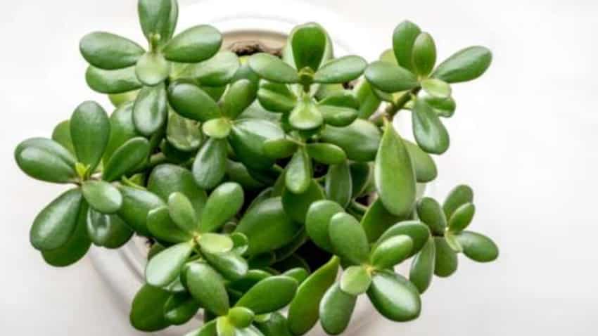 Good Luck Plant: चुंबक की तरह पैसा खींचकर ले आता है ये पौधा, सही दिशा में  लगाएंगे तो करोड़पति बनते देर नहीं लगेगी| Zee Business Hindi