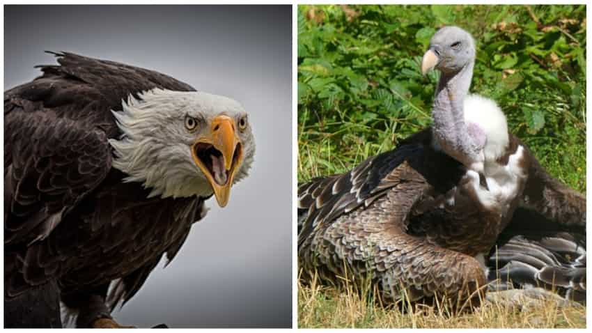 102567 eagle vulture1