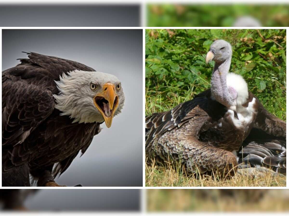 Eagles and Vulture