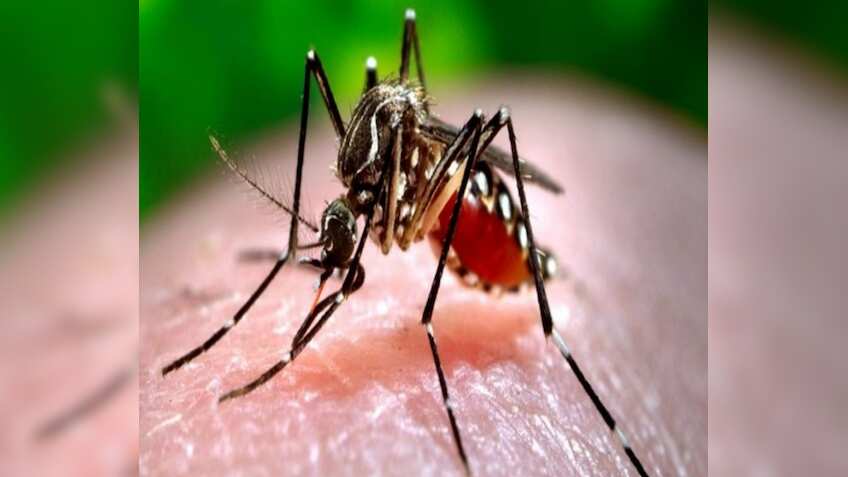 Zika Virus: कर्नाटक में जीका वायरस की दस्तक, पांच साल की बच्ची की रिपोर्ट आई पॉजिटिव, जानें इसके लक्षण और बचाव के उपाय