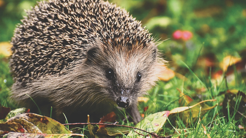World Wildlife Day 2023: जानें क्यों मनाते हैं ये दिन, क्या है महत्व और कौन से हैं वो पेड़-पौधे और जानवर जो अब नजर नहीं आते?