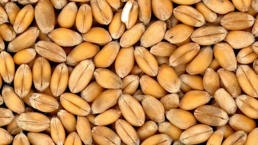 Atta Price: आटा हुआ सस्ता, 12 रुपये तक गिर गए हैं गेहूं के दाम, क्या आगे और गिरेंगे भाव?