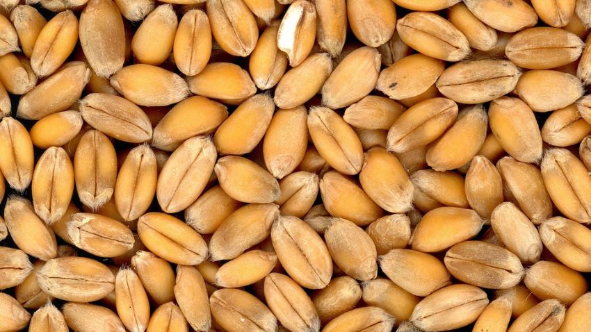 Atta Price: आटा हुआ सस्ता, 12 रुपये तक गिर गए हैं गेहूं के दाम, क्या आगे और गिरेंगे भाव?