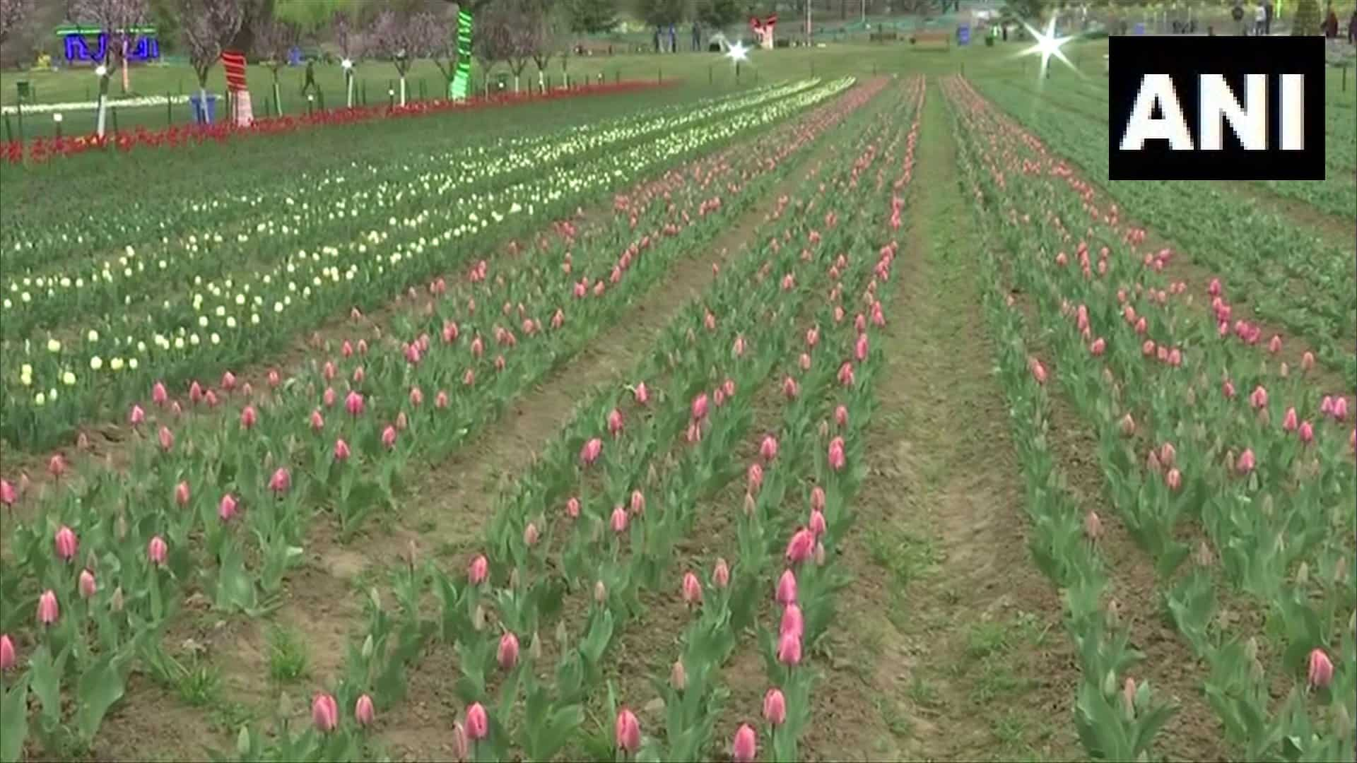 कई देशों में अपनी खूबसूरती की शोभा बिखेर रहा