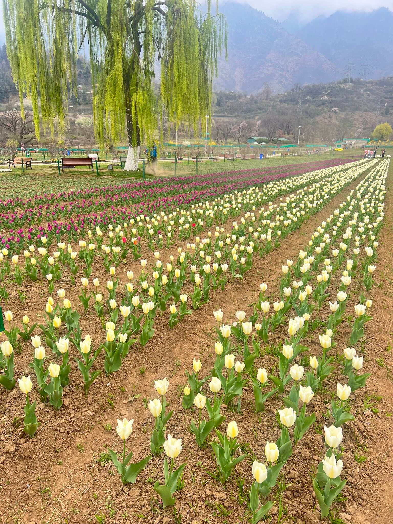 बहुत सुन्दर होता है ट्यूलिप