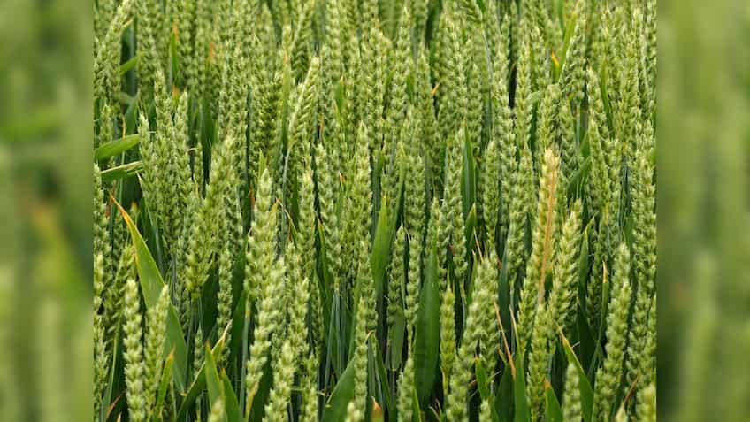 Zaid crops: गर्मियों की फसल का रकबा घटकर 65.29 लाख हेक्टेयर पर, मोटे ...