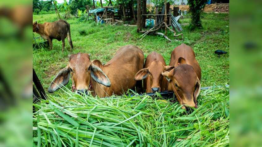खुशखबरी! अब ऑनलाइन खरीदें और बेचें गाय-भैंस, एनिमपेट ने लॉन्च किया ई-कॉमर्स प्लेटफॉर्म