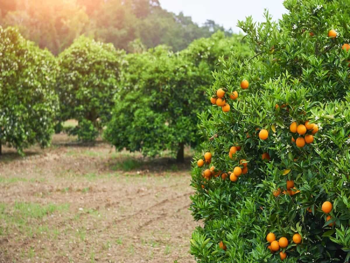 माइक्रो-ग्राफ्टिंग तकनीक से होगी संतरे की खेती