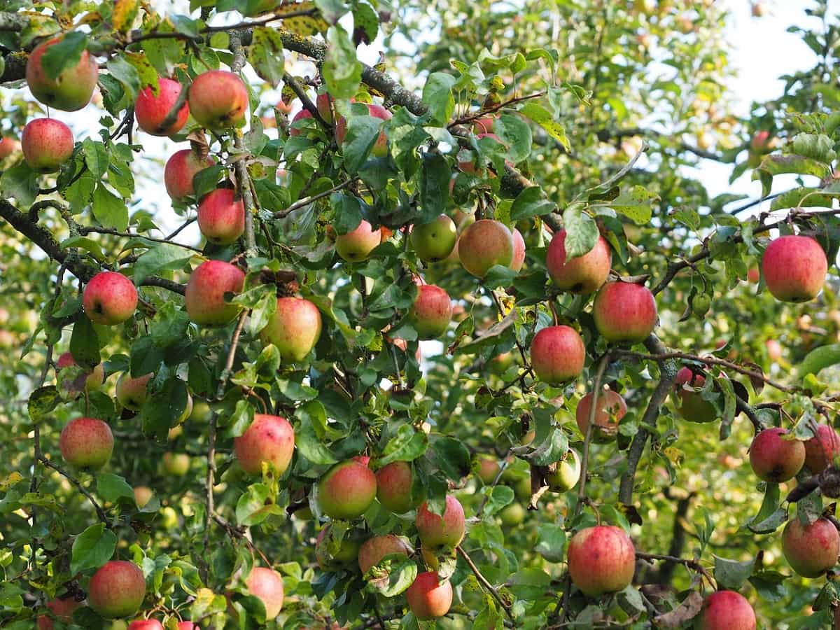 सेब का रकबा बढ़ाने का प्लान