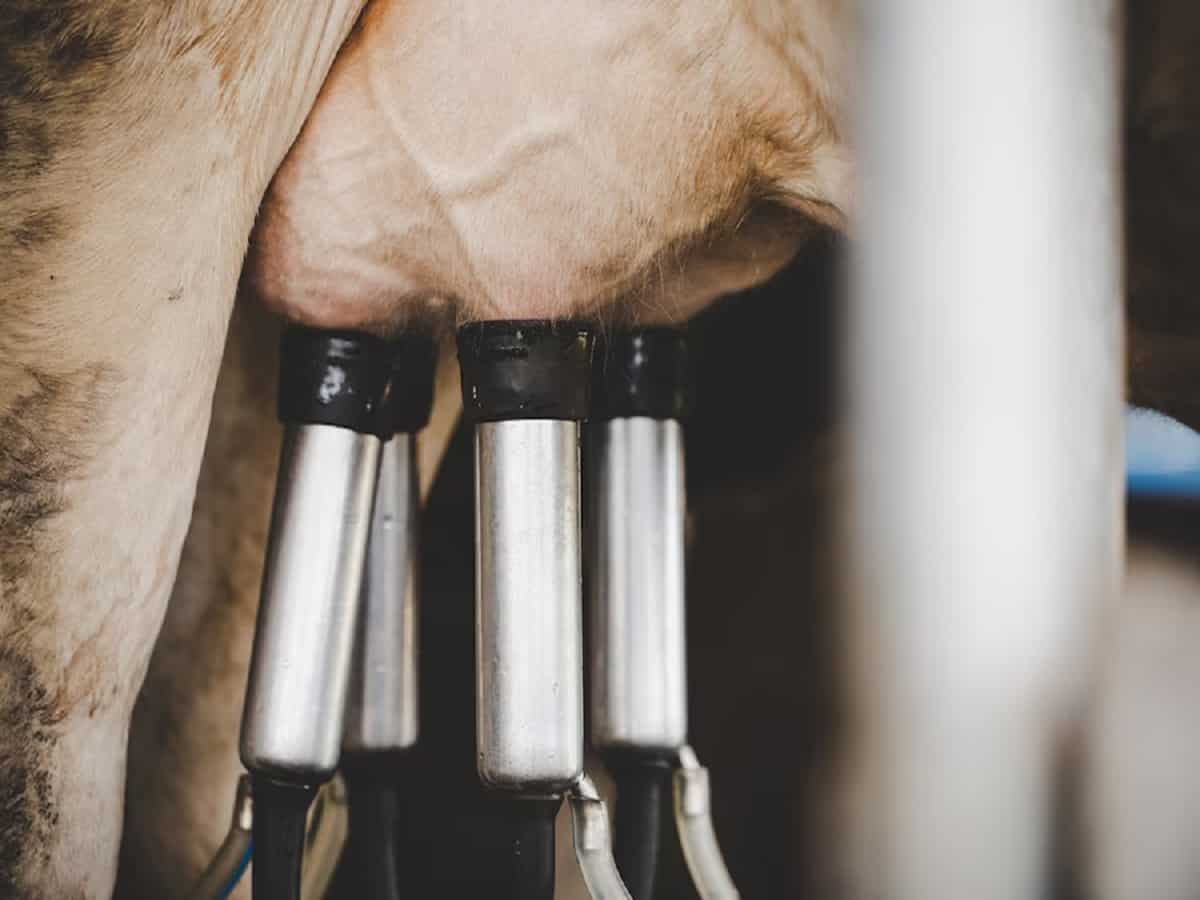 देश के दूसरा सबसे बड़ा दूध उत्पादक राज्य यूपी में लगेगी 3 डेयरी कंपनियां, 1.50 लाख महिला डेयरी किसानों को होगा फायदा