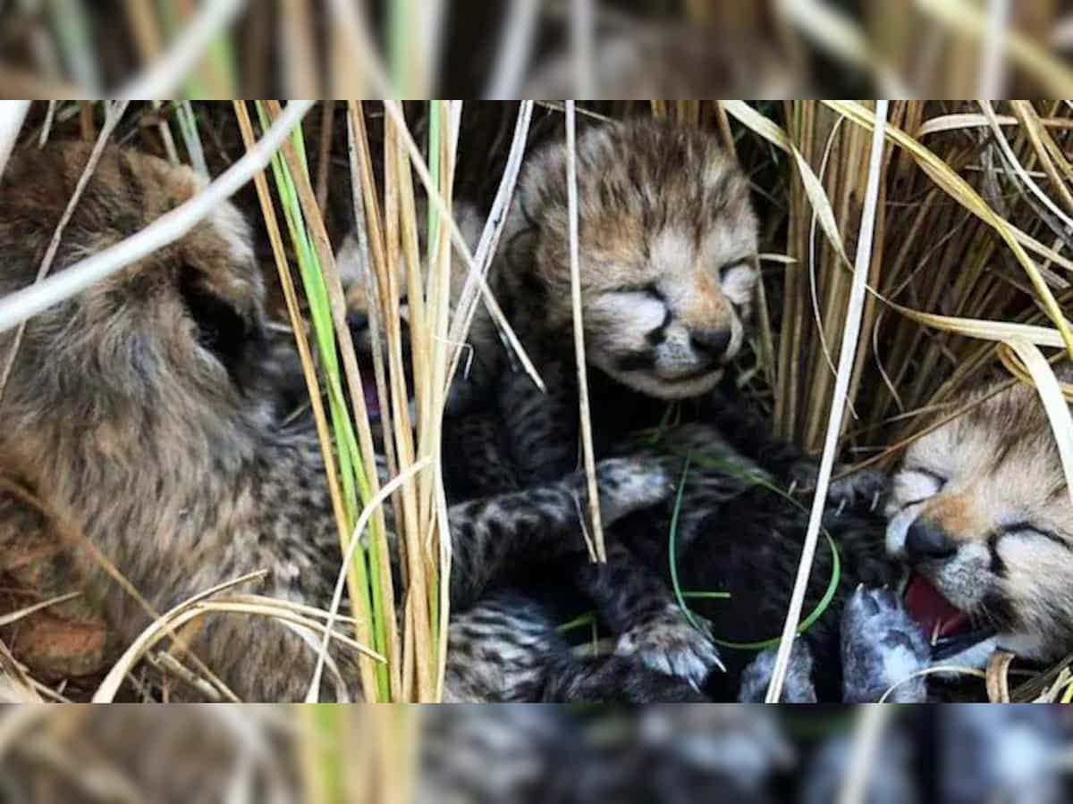 Kuno National Park: कूनो में दो और चीता शावकों की मौत, एक की हालत गंभीर, प्रोजेक्ट को लगा बड़ा झटका