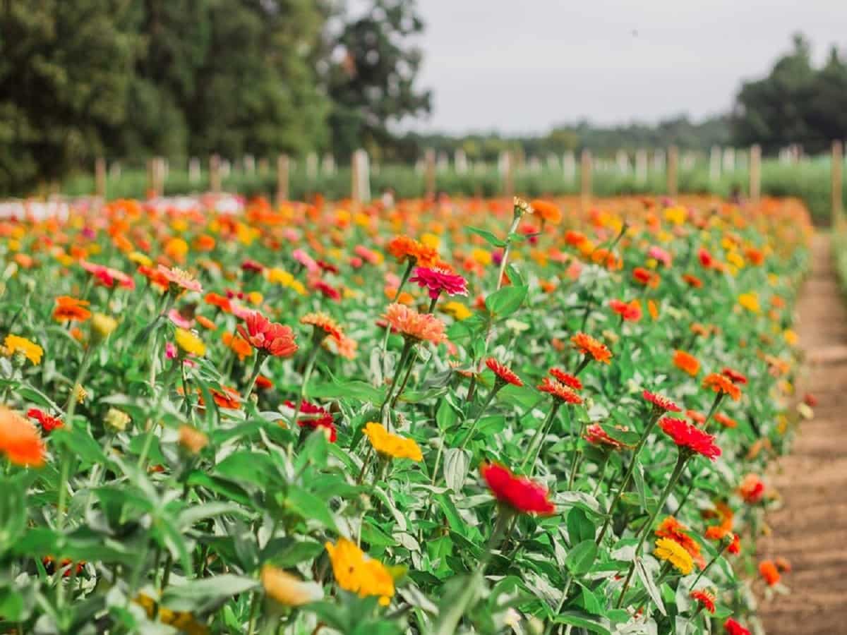 Success Story: फूलों की खेती से मालामाल हुआ किसान, हर महीने ₹2.5 लाख की इनकम