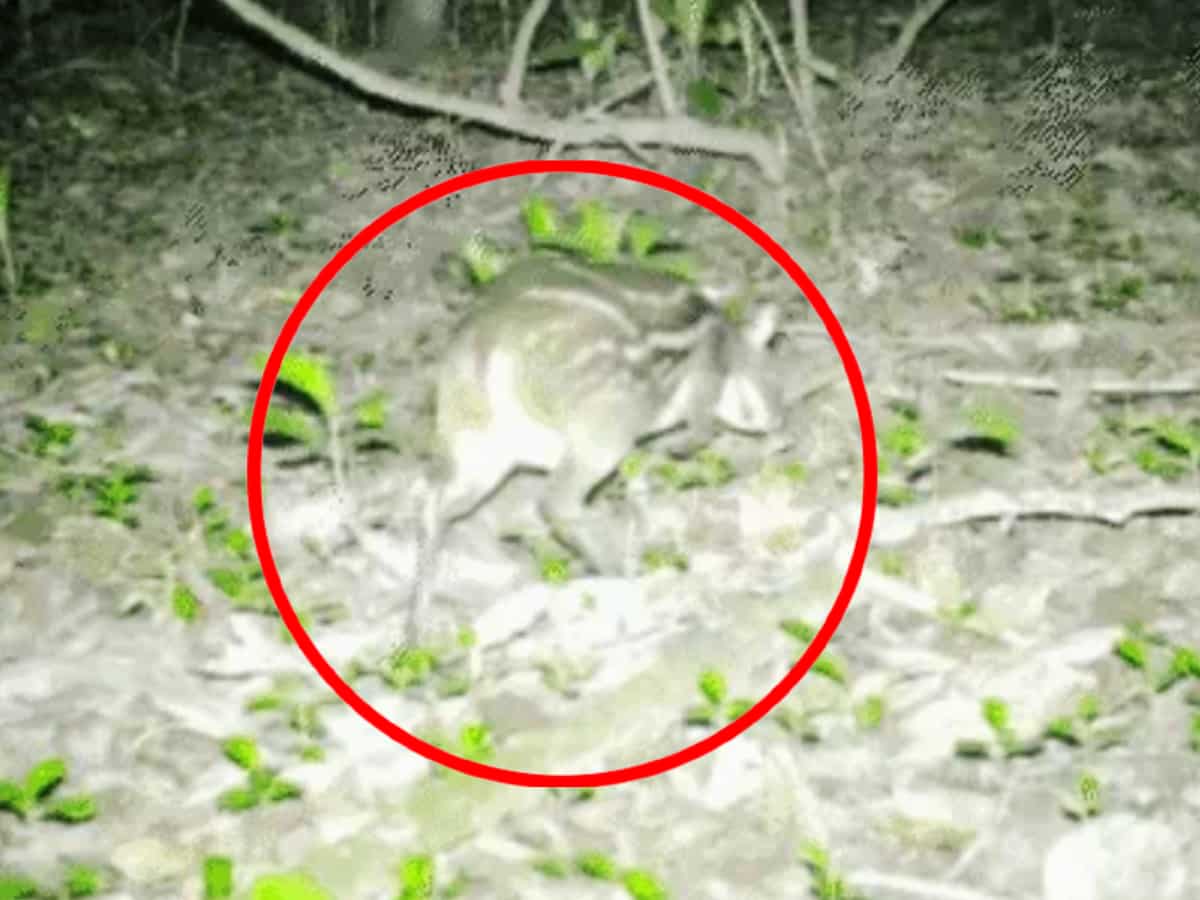 Rare Mouse Deer: कांगेर घाटी राष्ट्रीय उद्यान में दिखा सबसे छोटी प्रजाति का हिरण, कैमरे में हुआ कैद, आप भी देखें वीडियो