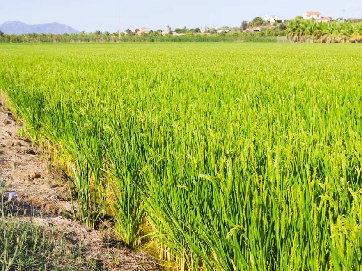 खेत को खाली रखने पर भी किसानों को मिलेगा लाभ