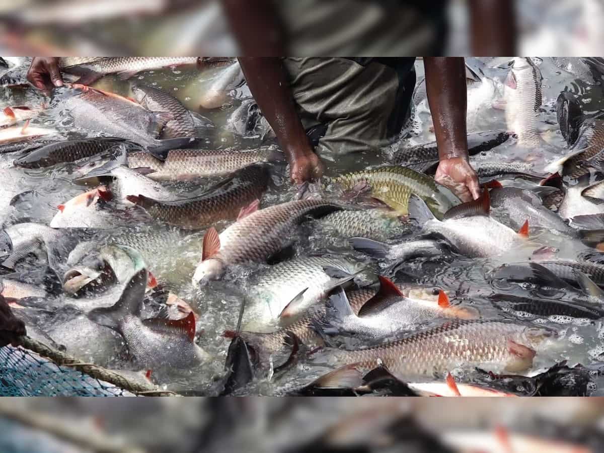 यूपी के चंदौली में जल्द खुलेगा एशिया का सबसे बड़ा Fish Market, 1500 लोगों को मिलेगा रोजगार