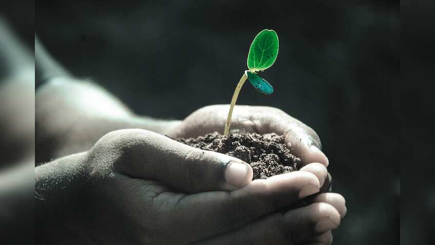 World Environment Day 2023: विश्व पर्यावरण दिवस आज, जानें कैसे हुई इस दिन की शुरुआत, अपनी बालकनी में लगाएं ये खास पौधे 