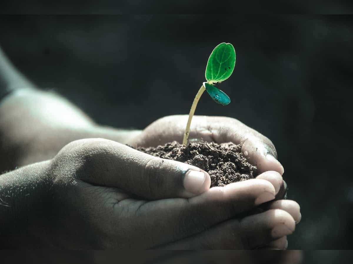 World Environment Day 2023: विश्व पर्यावरण दिवस आज, जानें कैसे हुई इस दिन की शुरुआत, अपनी बालकनी में लगाएं ये खास पौधे 