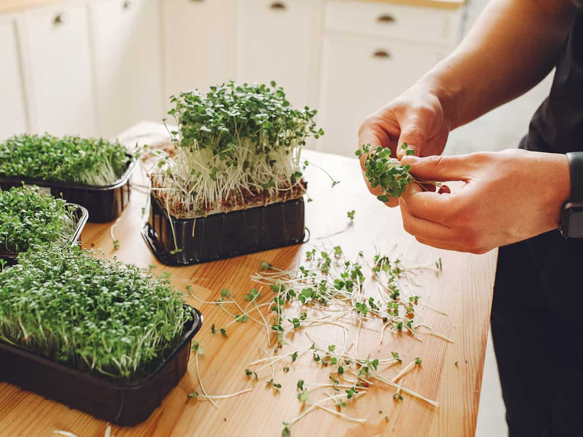 Microgreens: जानिए क्या होते हैं माइक्रोग्रीन्स, जिसकी हर पत्ती में पाया जाता है 40 गुना तक न्यूट्रिशन