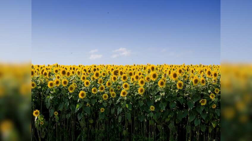 सूरजमुखी के MSP पर खरीद को लेकर लामबंद हुए किसान, कुरुक्षेत्र के शाहबाद में नेशनल हाईवे किया जाम