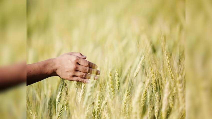 MSP: खरीफ फसलों का एमएसपी बढ़ाए जाने की CNRI ने की सराहना,  कहा- एग्री रिसर्च में निवेश की जरूरत