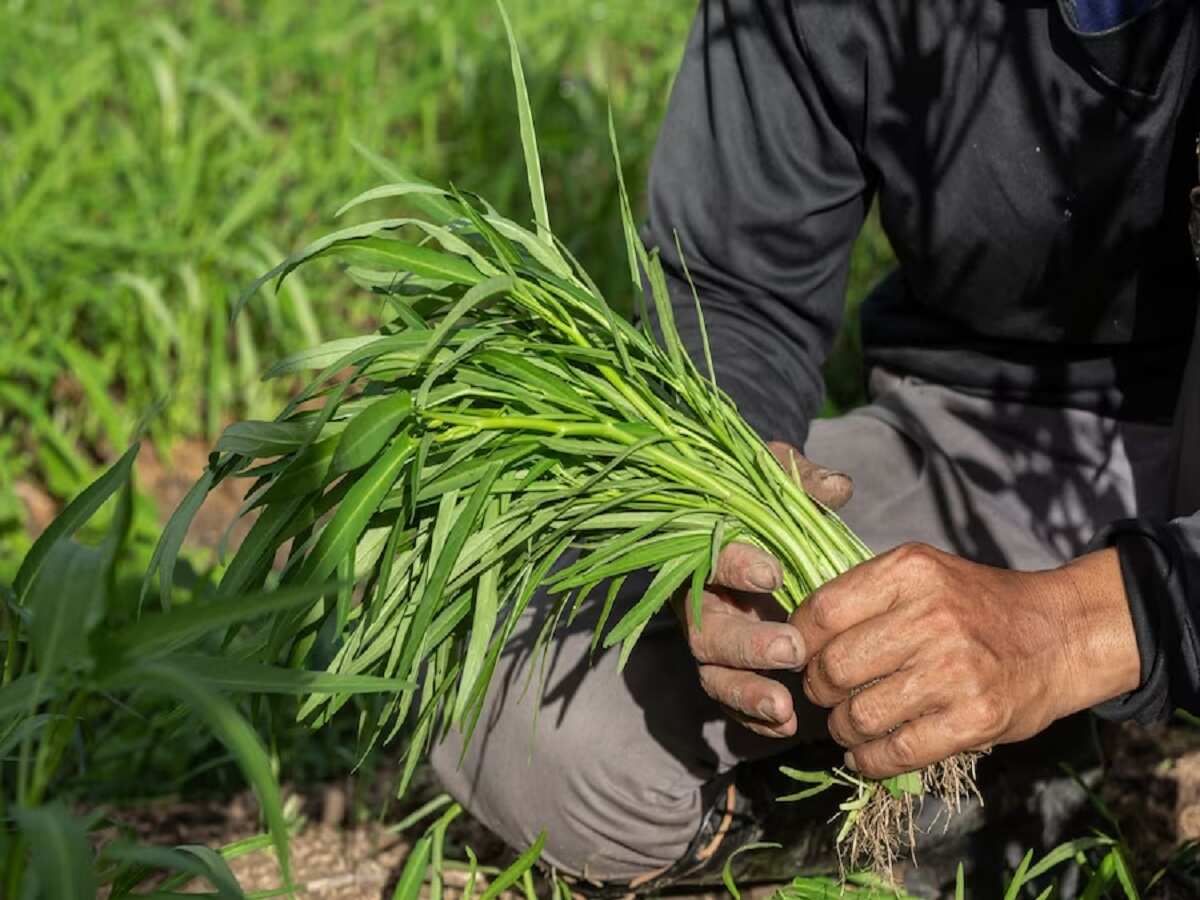 50 करोड़ रुपये होंगे खर्च