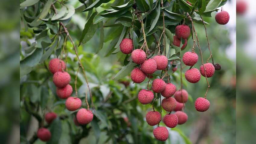 Benefits of Lichi: लीची खाने के हैं कई फायदे, पानी में भिगोकर खाने का क्या है लॉजिक, यहां जानें सबकुछ