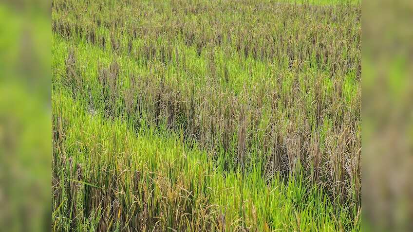 किसानों के लिए जरूरी खबर! इस कंपनी ने लॉन्च किया नया खरपतवार नाशक, धान की होगी बंपर पैदावार, बढ़ेगा मुनाफा