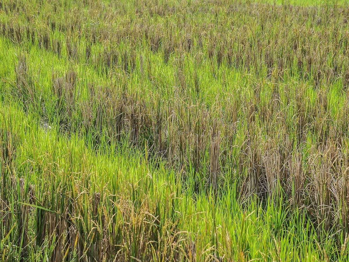 किसानों के लिए जरूरी खबर! इस कंपनी ने लॉन्च किया नया खरपतवार नाशक, धान की होगी बंपर पैदावार, बढ़ेगा मुनाफा