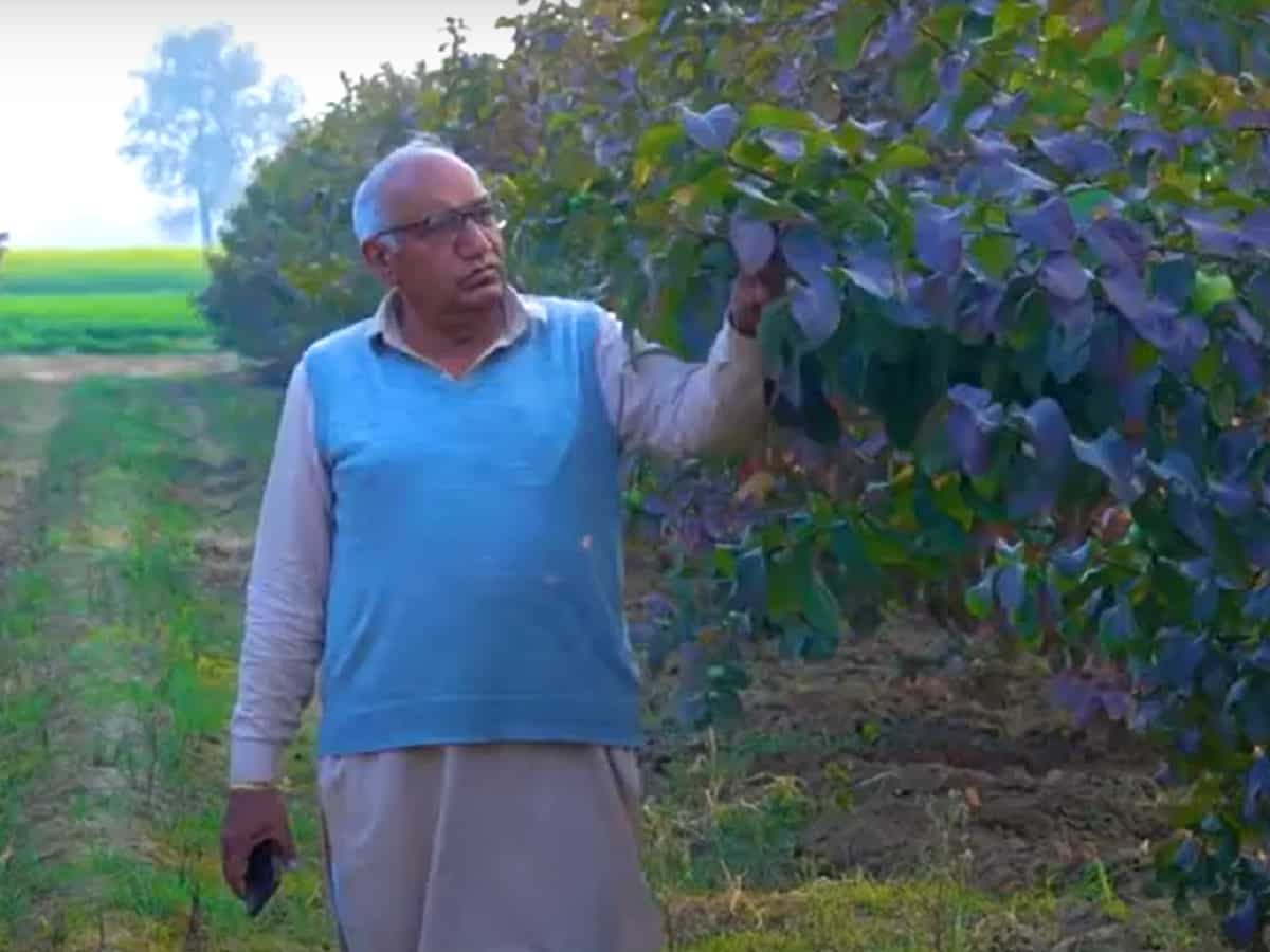 परंपरागत खेती छोड़ शुरू की अमरूद की खेती, एक साल में ₹25 लाख का मुनाफा