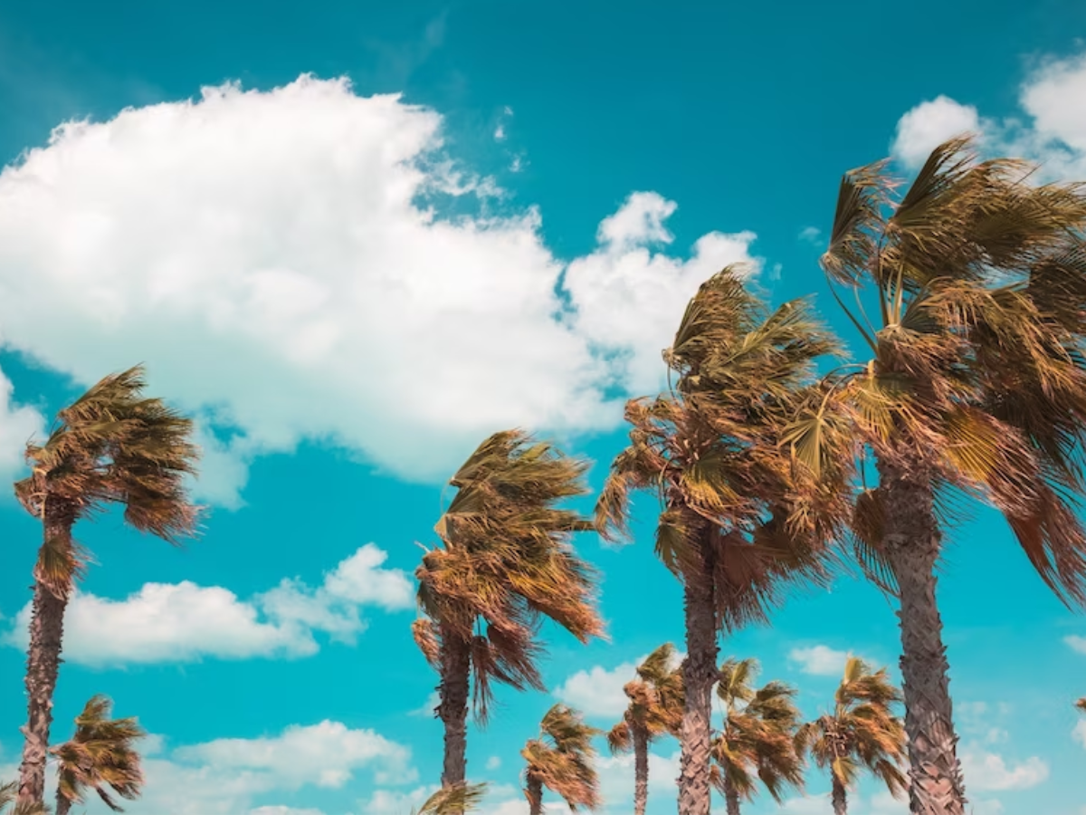 World Wind Day 2023: हवा चलती है ये तो सब जानते हैं, लेकिन कैसे चलती है और कैसे दिशा बदलती है, क्या ये पता है आपको?