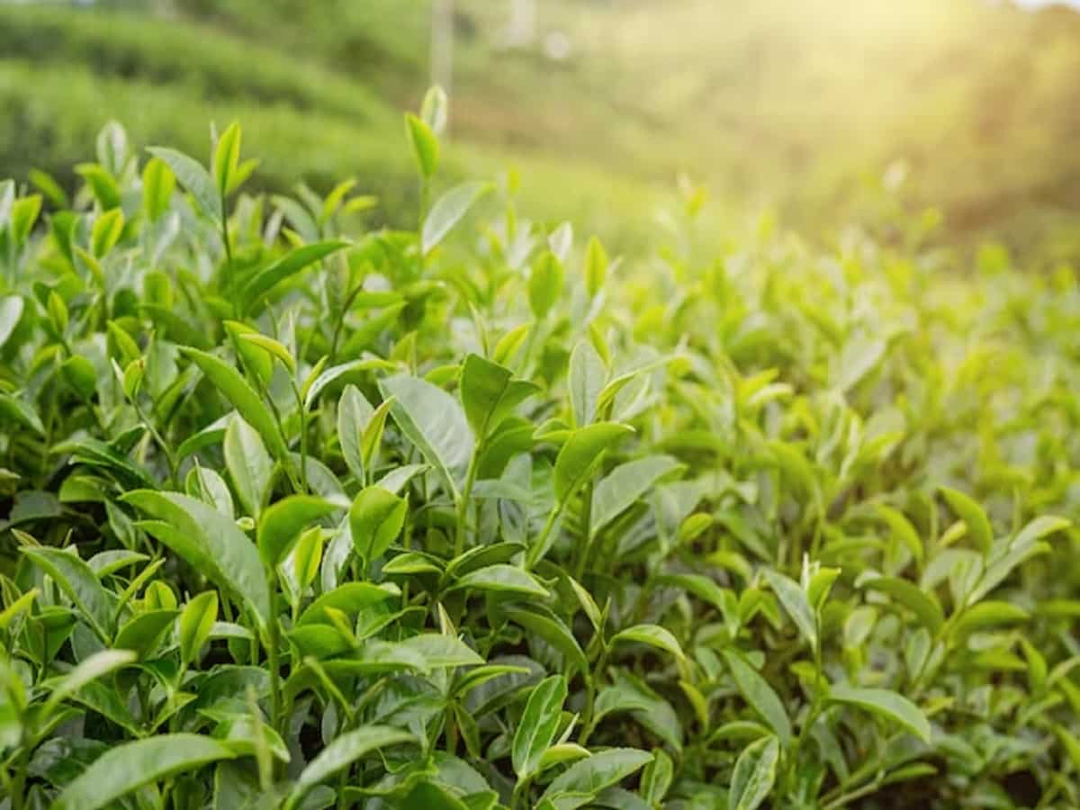 Tea City के रूप में होगी किशनगंज की पहचान, 50 हजार एकड़ में हो रही चाय की खेती