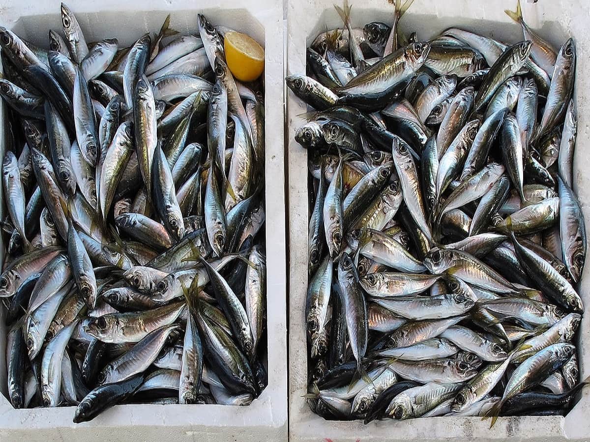 मछली बेचने वालों को सब्सिडी पर हाइजीनिक किट देगी ये सरकार, बढ़ेगी कमाई, ऐसे उठाएं फायदा