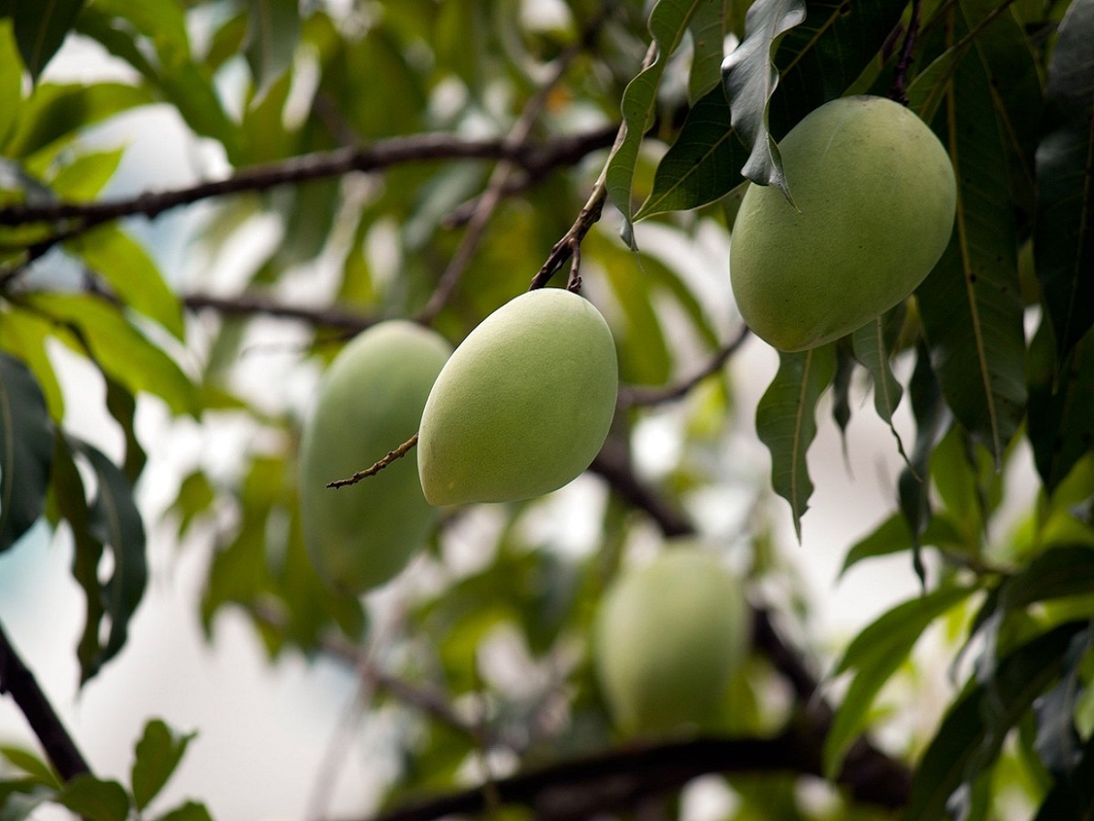 जरूरी खबर! आम की बढ़ेगी सेल्फ लाइफ, किसानों को मिलेंगे कैरेट, होगा मोटा मुनाफा
