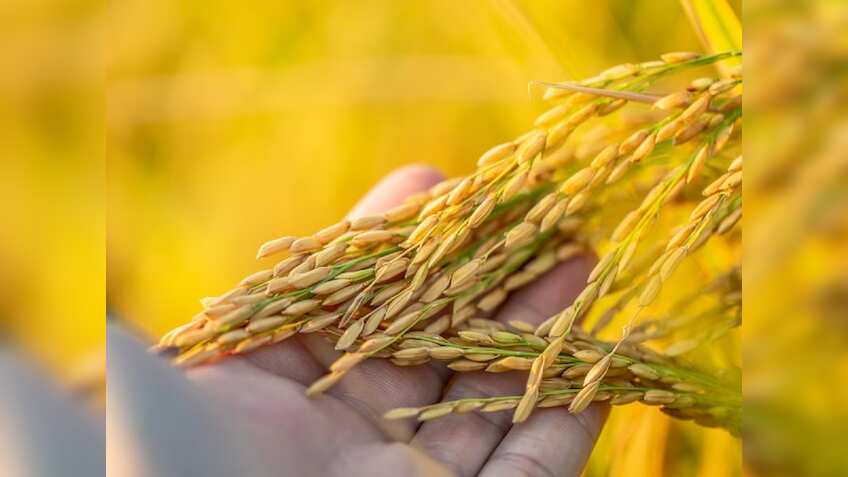 Jharkhand: धान बेचने वाले 29 हजार किसानों को नहीं मिला पैसा, ₹163 करोड़ है बकाया