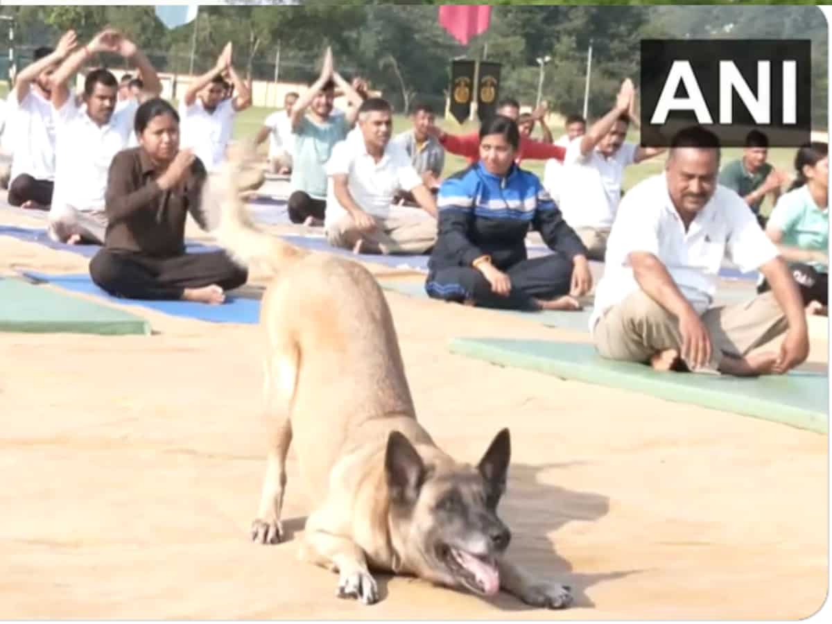 International Yoga Day 2023: ITBP के जवानों के कदम से कदम मिलाकर योग करता नजर आया डॉग यूनिट का ये कुत्ता, देखें वीडियो