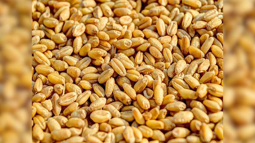 Wheat Price: खुले बाजार में OMSS के जरिए 4 लाख मीट्रिक टन गेहूं जारी करेगी FCI, आज अपलोड होंगे टेंडर