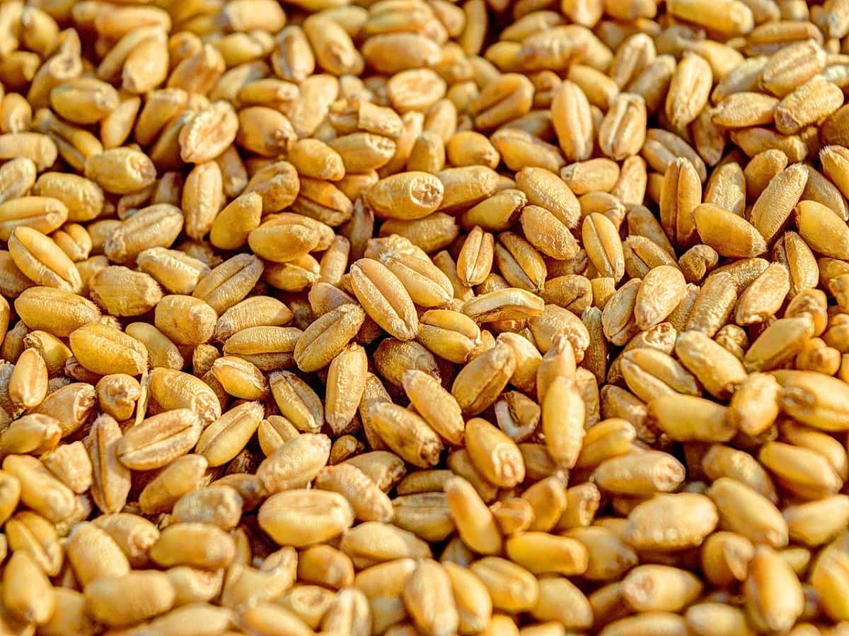 Wheat Price: खुले बाजार में OMSS के जरिए 4 लाख मीट्रिक टन गेहूं जारी करेगी FCI, आज अपलोड होंगे टेंडर