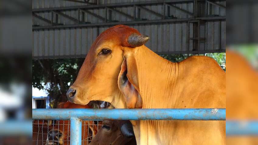 Subsidy For Cow: योगी सरकार का बड़ा ऐलान, देसी गाय की खरीद पर देगी ₹40000 रुपये, जानिए कैसे मिलेगा फायदा
