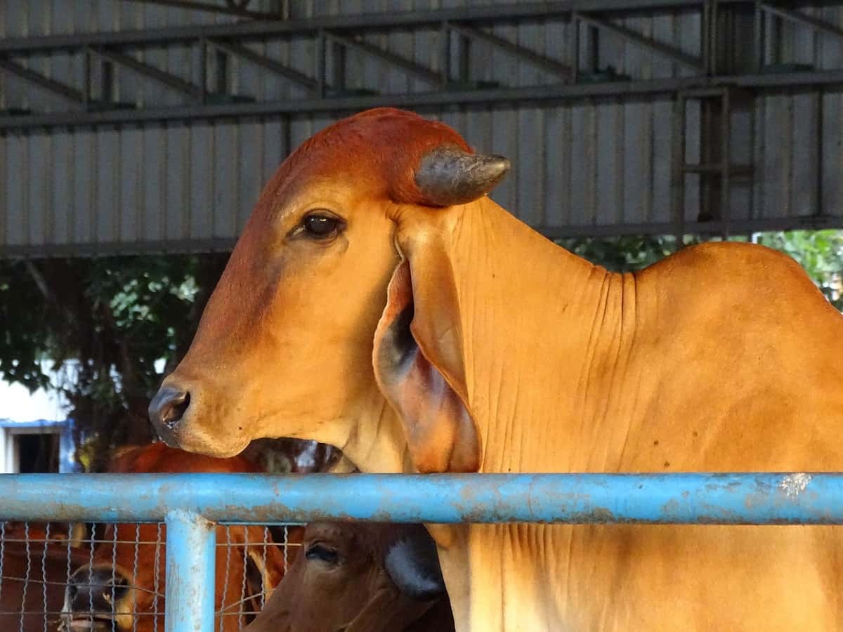 Subsidy For Cow: योगी सरकार का बड़ा ऐलान, देसी गाय की खरीद पर देगी ₹40000 रुपये, जानिए कैसे मिलेगा फायदा