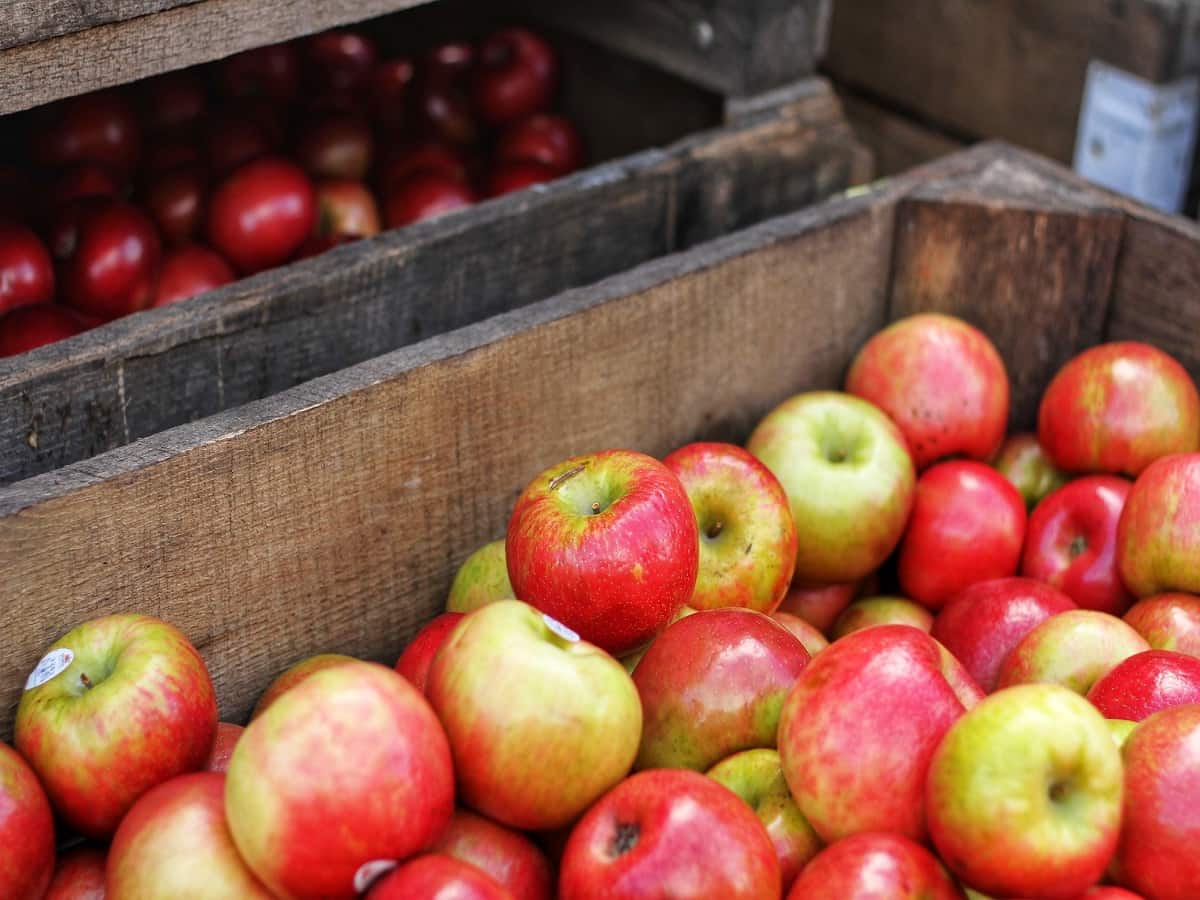 American Apple पर 20% Custom Duty हटी, सरकार ने कहा- किसानों पर नहीं होगा असर