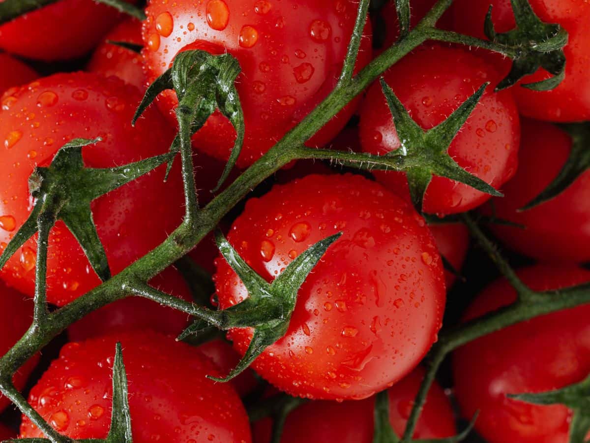 Tomato Price Hike: टमाटर हुआ और 'लाल', कीमतें छू रही हैं आसमान, जानिए क्या है मंडियों में ताजा भाव