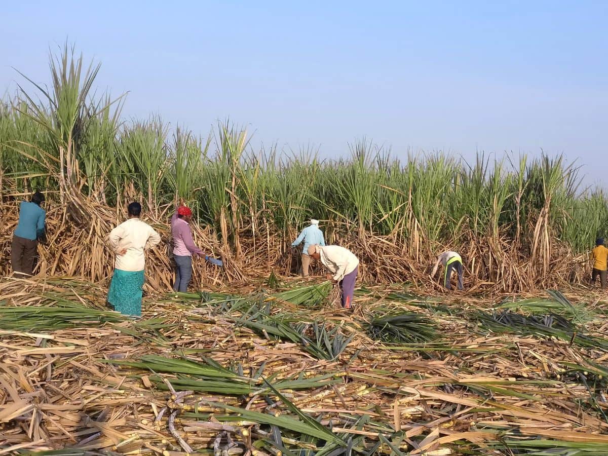 5 करोड़ गन्ना किसानों के लिए खुशखबरी, सरकार ने किया FRP बढ़ाने का ऐलान; कैबिनेट बैठक में लिए गए ये बड़े फैसले