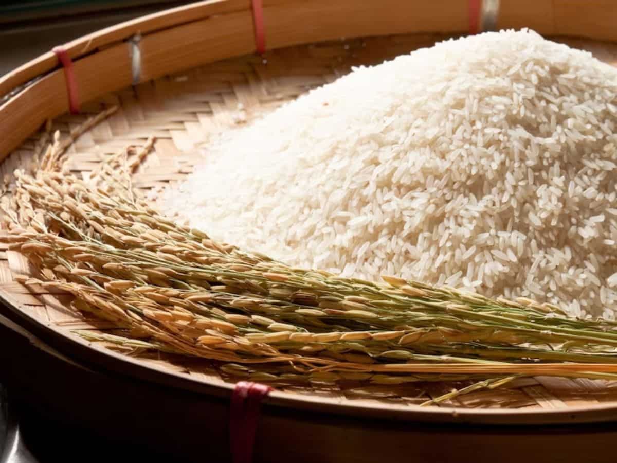 बासमती धान से किसानों की बढ़ेगी कमाई, पंजाब सरकार ने Basmati का रकबा 20% बढ़ाया
