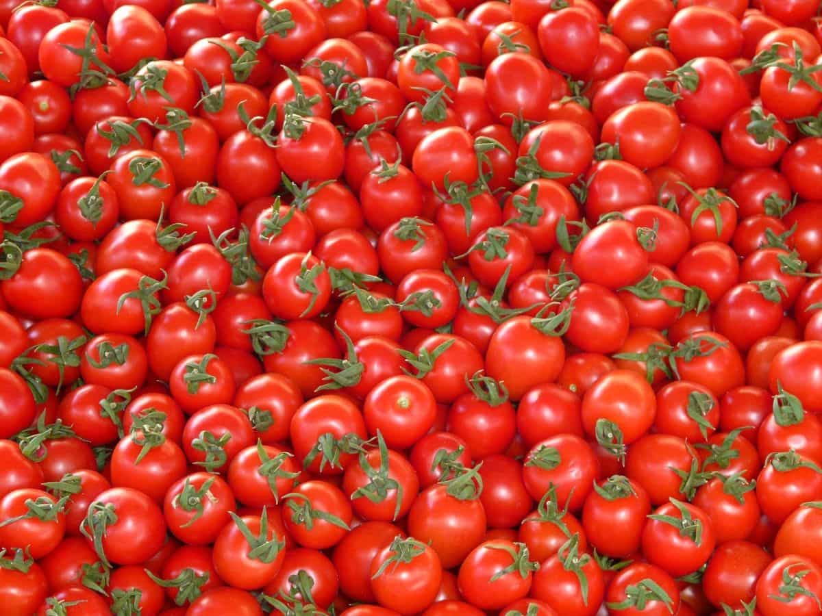 Tomato Price Hike: हाय रे महंगाई! Delhi-NCR में 140 रुपये किलो पर पहुंचे टमाटर के दाम, जानिए कब तक मिलेगी राहत