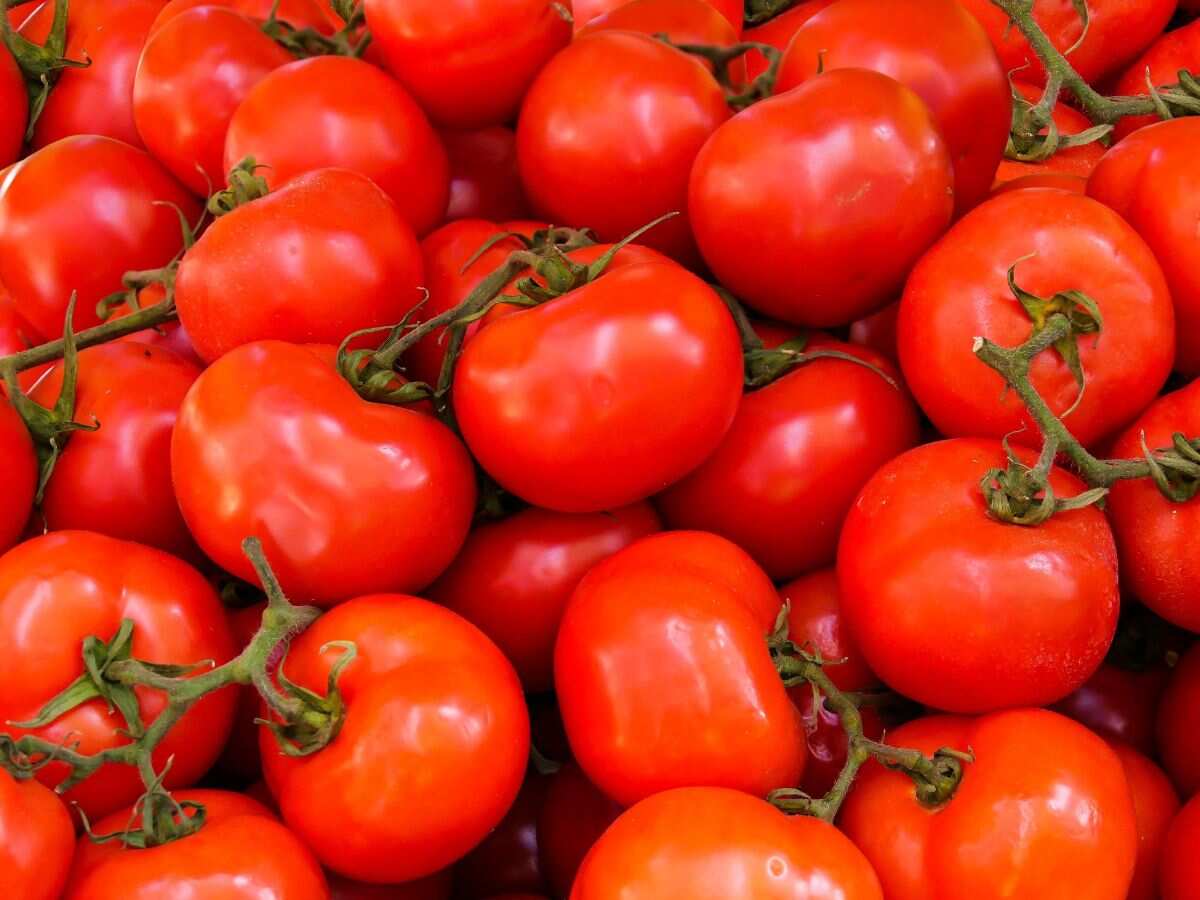 Tomato Price: दिल्लीवासियों को अब और नहीं रुलाएगा टमाटर, शुक्रवार से सस्ती कीमतों पर होगी बिक्री