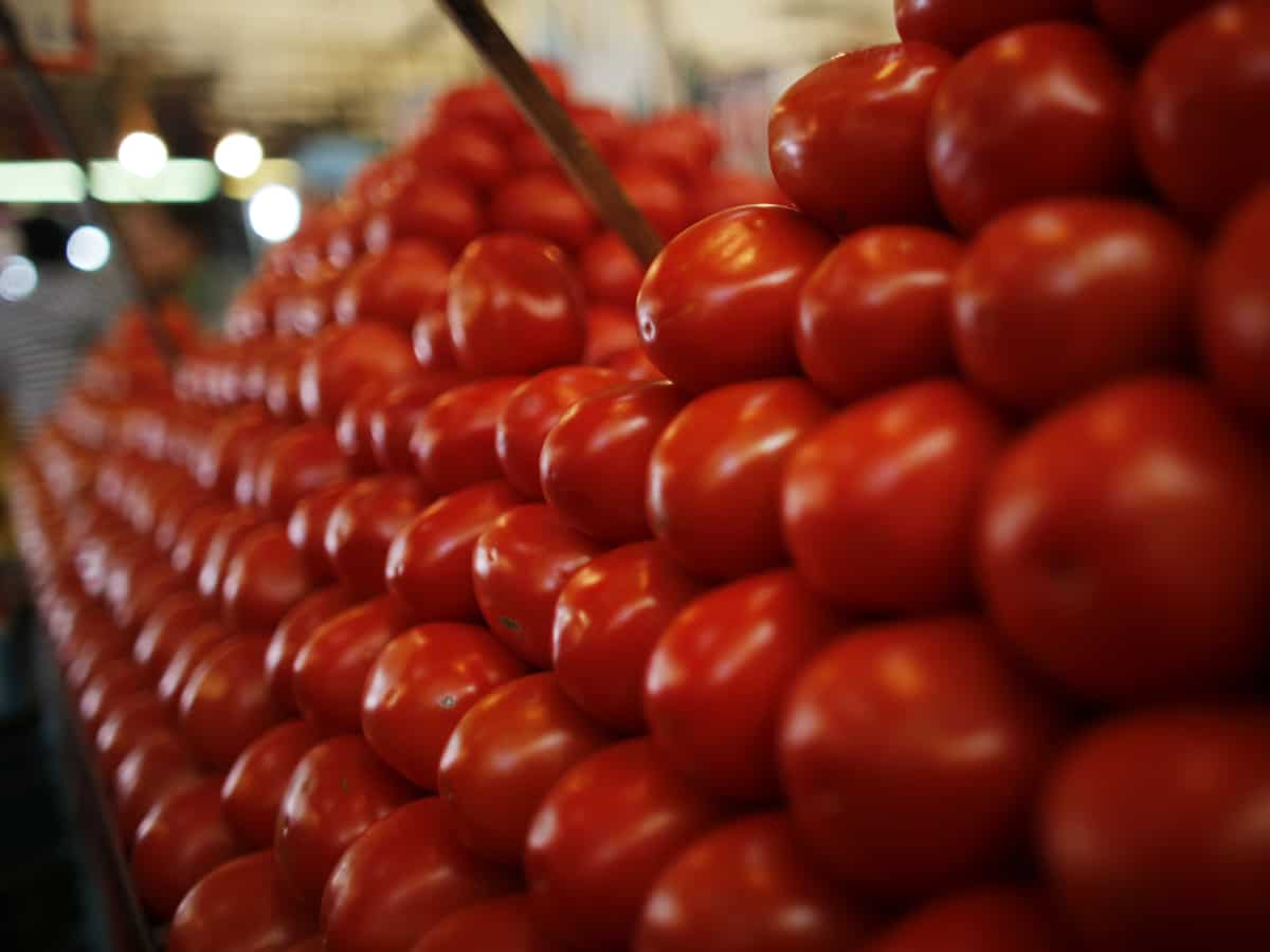 Tomato Price: आज से दिल्ली-एनसीआर में सस्ते हो गए टमाटर के भाव, कीमत- ₹90/kg 