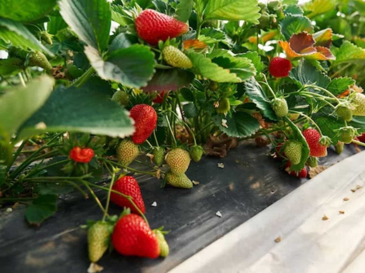 स्ट्रॉबेरी की खेती पर सब्सिडी