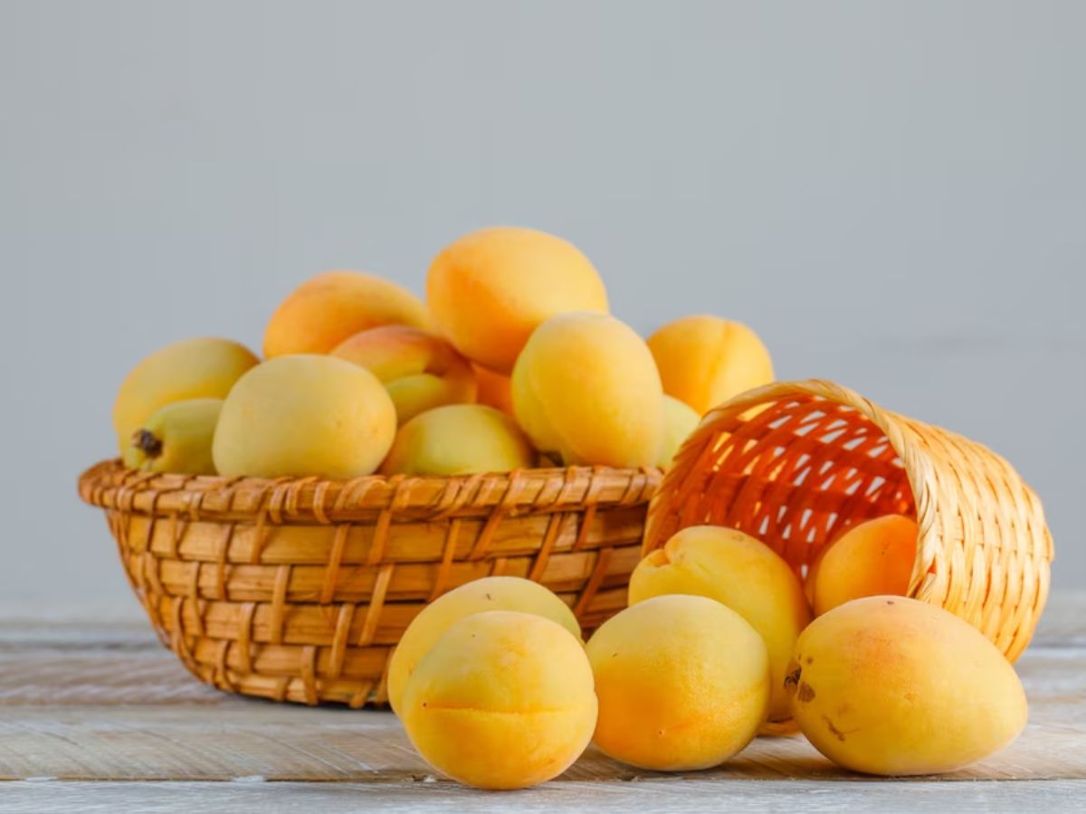 Mango Festival 2023: CM योगी ने किया उद्घाटन, बोले- यूरोप के बाजार कर रहे UP के आम का इंतजार