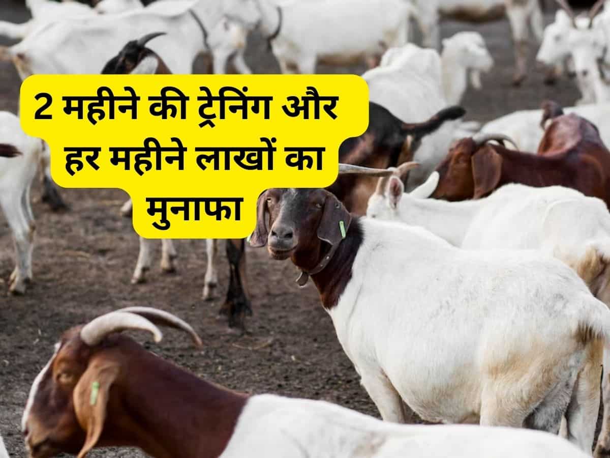 Success Story: बकरी ने बदली युवा किसान की किस्मत, हर महीने ₹1 लाख से ज्यादा का मुनाफा