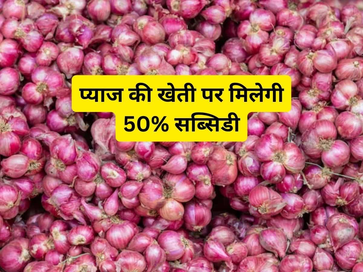 खुशखबरी! प्याज की खेती पर मिलेगी बंपर सब्सिडी, यहां करें आवेदन मिलेंगे 49 हजार रुपये